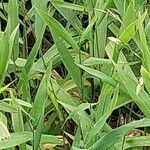 Chasmanthium latifolium Blatt