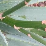 Aloe ferox Casca