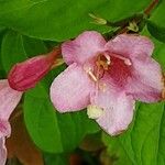 Weigela florida Цвят