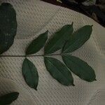 Pycnobotrya nitida Φύλλο
