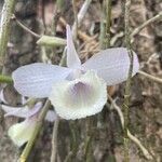 Dendrobium aphyllum Цвят