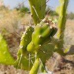 Opuntia maxima Frukto