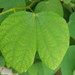 Bauhinia tomentosa 葉