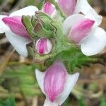 Bellardia trixago 花
