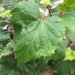 Vitis riparia Folha