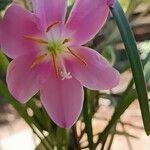 Zephyranthes carinata Цветок
