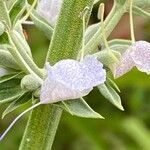 Salvia apiana Flor