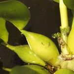 Pontederia crassipes Лист