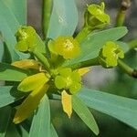 Euphorbia lamarckii फूल