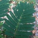 Calliandra houstoniana Hoja