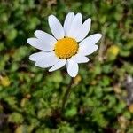 Anthemis arvensis Fiore