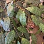 Aeschynanthus longicaulis Leaf