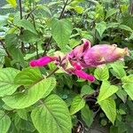 Salvia involucrata Кветка