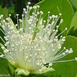 Sonneratia alba Λουλούδι