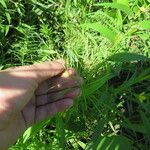 Paspalum repens Flor