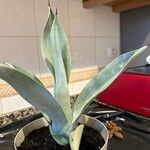 Agave weberi Yaprak