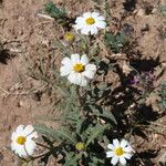 Melampodium leucanthum Blomma