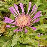 Centaurea pullata 花