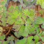 Aquilegia chrysantha Blatt