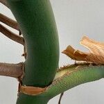 Monstera deliciosa Bark