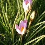 Crocus imperati Vekstform