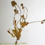 Trifolium uniflorum മറ്റ്