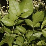 Serjania membranacea Leaf