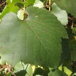 Vitis californica برگ