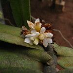 Calyptrochilum emarginatum Λουλούδι