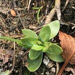 Gentiana alpina 葉