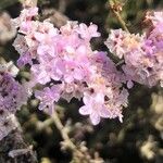 Limonium tuberculatum Blüte