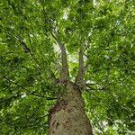 Platanus × hispanica Habitat