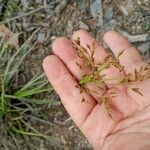 Fimbristylis autumnalis Fiore