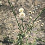 Erigeron bonariensisFlower