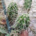 Echinocereus coccineus Folio