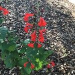 Salvia roemeriana Flor