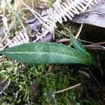 Cynorkis ridleyi Hostoa