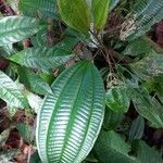 Miconia cooperi Leaf