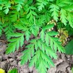 Dicentra formosa 葉