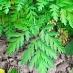 Dicentra formosa Leaf