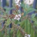 Aloysia citrodora Flor