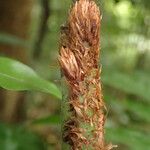 Lomariopsis hederacea その他の提案