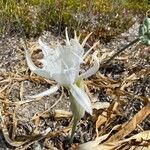 Pancratium maritimum L. Kwiat