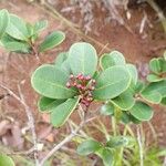 Syzygium ngoyense Habit