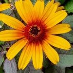 Heliopsis helianthoides Blomst