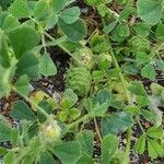 Medicago rigidula Leaf