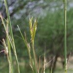 Andropogon gayanus 花