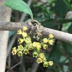 Afrocanthium mundianum Blüte