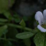 Bacopa monnieri Kukka