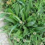 Plantago lanceolata Levél